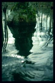 USA Weihnachten 1993/1994/Charleston SC/Mangrove Swamps